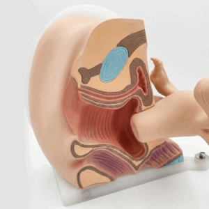 Modelo anatômico articulado da pelve feminina vagina colo útero