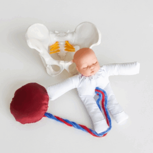 Modelo Anatômico do Parto com Pelve, Feto e Placenta – Escala Aproximada 1:3,5