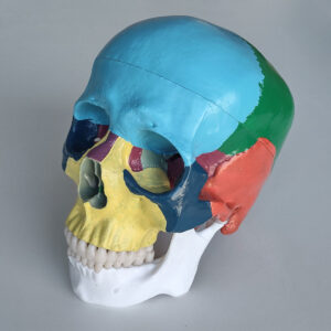 Modelo Anatômico de Crânio Humano Colorido, em Tamanho Real com Calota Removível e Mandíbula Articulada
